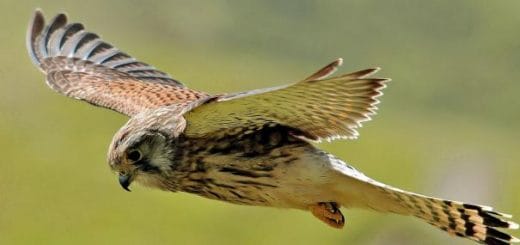 Kestrel Sparrow Hawk Jenis alap alap