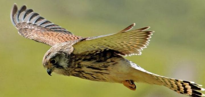 Kestrel Sparrow Hawk Jenis alap alap