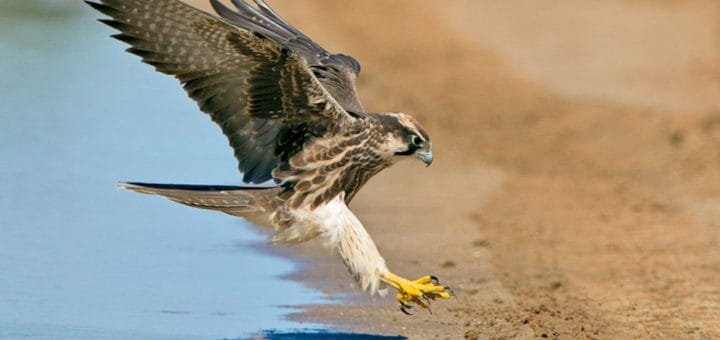 Lanner Falcon - Mengenal Burung Pemangsa Bird Of Prey - BOP