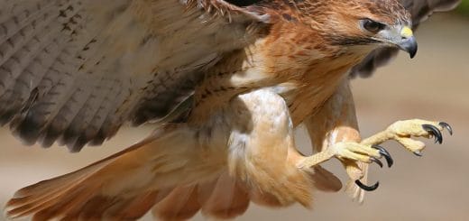 Mengenal Burung Pemangsa Bird Of Prey - BOP