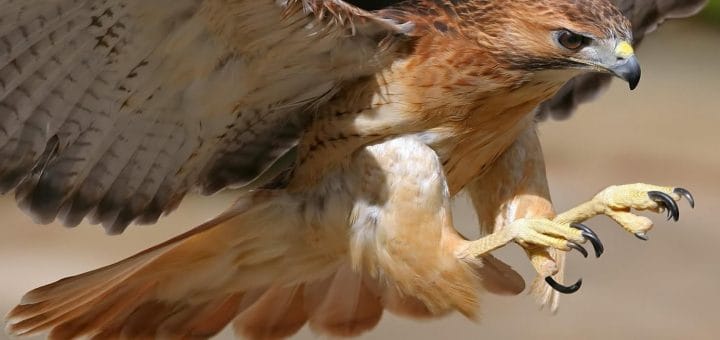Mengenal Burung Pemangsa Bird Of Prey - BOP