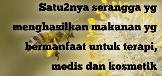 Fakta Unik Lebah Madu - Satu-satunya serangga yang menghasilkan makanan