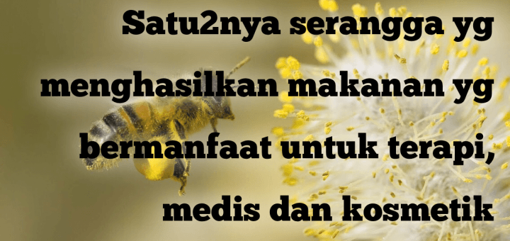 Fakta Unik Lebah Madu - Satu-satunya serangga yang menghasilkan makanan