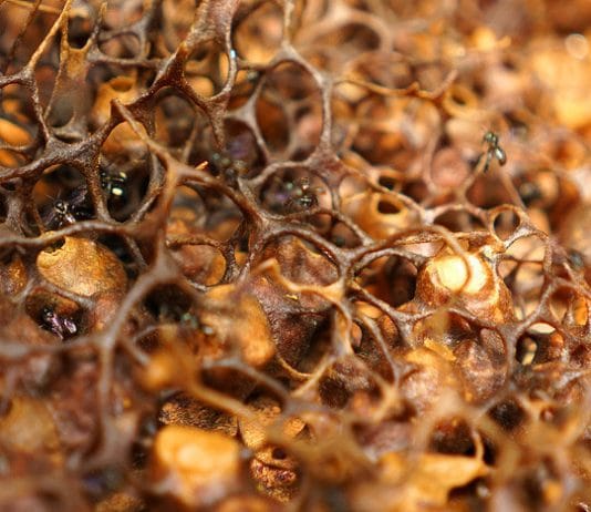 Sarang Lebah Madu Klanceng Trigona yang dibuat dari propolis.