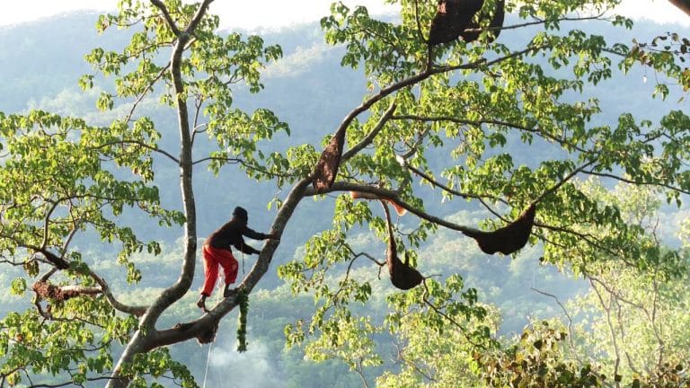 #MaduHutan Membedakan Madu Hutan Asli, Teliti Sebelum Membeli