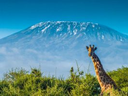 Sejarah dan Penamaan Gunung Kilimanjaro