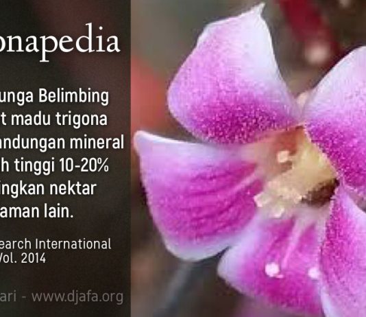 Sumber Pakan Terbaik Lebah Trigona Klanceng