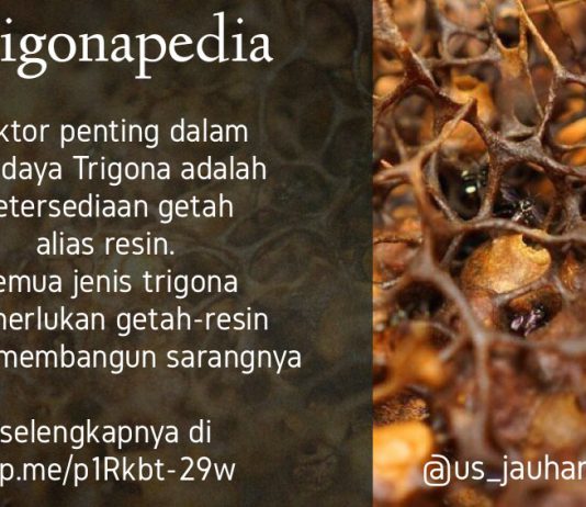 Ketersediaan Getah - Resin merupakan faktor penting dalam keberhasilan budidaya Trigona Klanceng