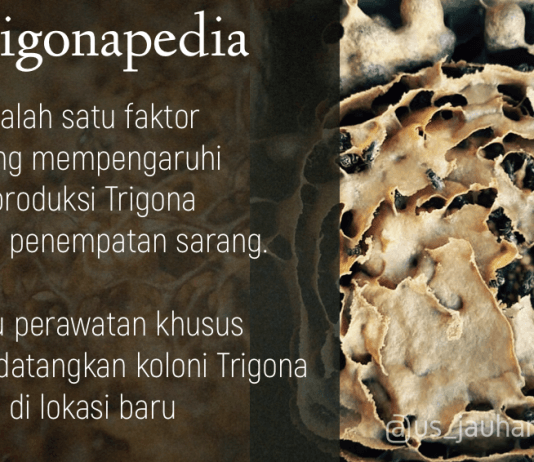 Perawatan dan Perlakuan Saat Koloni Tiba